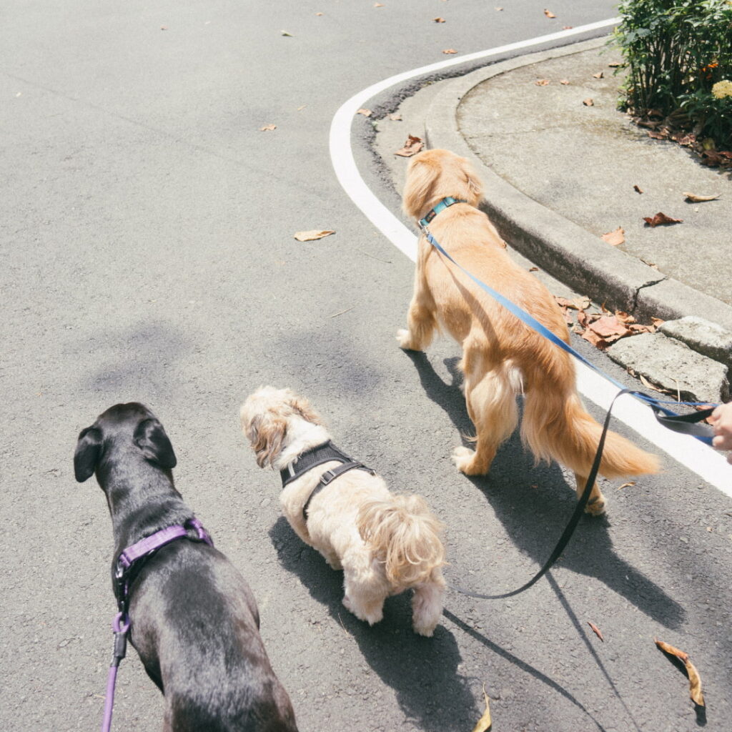 perros paseando