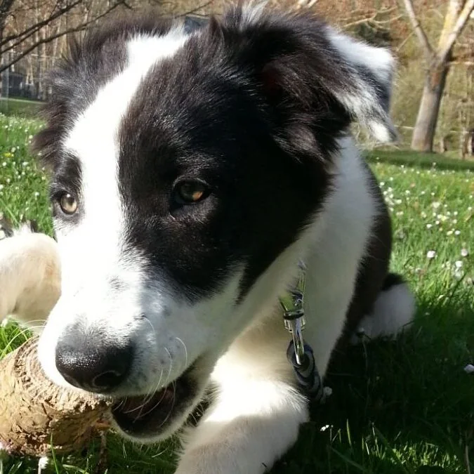 Educación de cachorros en Barcelona